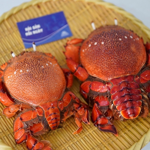 Cua Huỳnh Đế Ngộp Size 2-3con/kg