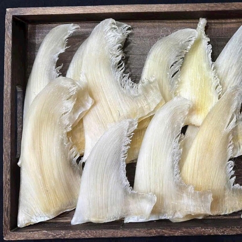 Vi Cá Nguyên Vi Cuba Size Vip 16vi/kg - Shark Fin High Quality