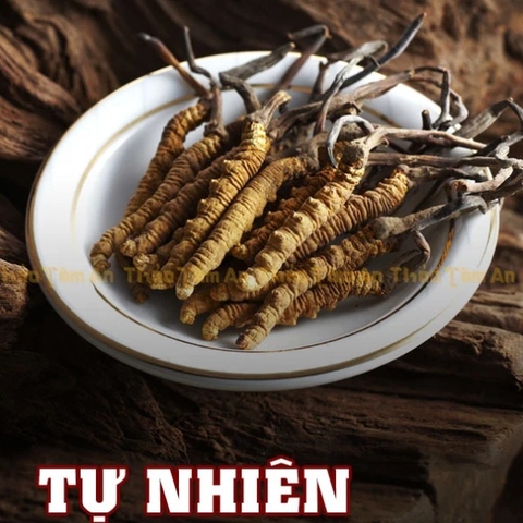 Đông Trùng Hạ Thảo Nguyên Con Tây Tạng size 40, đông trùng hạ thảo, đông trùng hạ thảo tây tạng, đông trùng hạ thảo khô, đông trùng thảo khô, mua đông trùng hạ thảo, bán đông trùng hạ thảo, giá đông trùng hạ thảo,