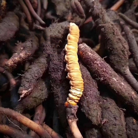 Đông Trùng Hạ Thảo Nguyên Con Tây Tạng size 65,đông trùng hạ thảo, đông trùng hạ thảo tây tạng, đông trùng hạ thảo khô, đông trùng thảo khô, mua đông trùng hạ thảo, bán đông trùng hạ thảo, giá đông trùng hạ thảo, đông trùng hạ thảo tươi