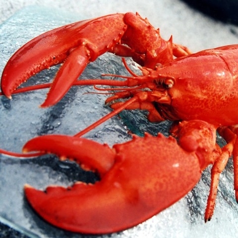 Tôm Hùm Alaska Size 3-4kg/con