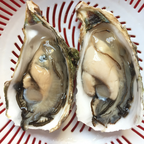 Hàu Sữa Pháp size 20-25,hàu nhật, hàu pháp, hàu sữa, hàu nhật bản, hàu sữa nhật, mua hàu sữa nhật, mua hàu pháp, giá hàu nhật,