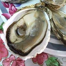 Hàu Sữa Pháp size 10-15, hàu nhật, hàu pháp, hàu sữa, hàu nhật bản, hàu sữa nhật, mua hàu sữa nhật, mua hàu pháp, giá hàu nhật,