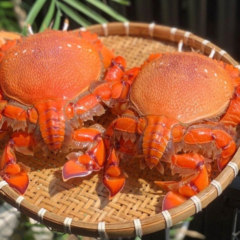 Cua Huỳnh Đế Tươi Size 1-2con/kg