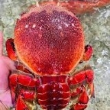 Cua Huỳnh Đế Alaska size 2-3con/kg