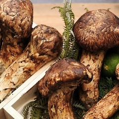 Nấm Matsutake Tươi - Platini Fresh Mushroom