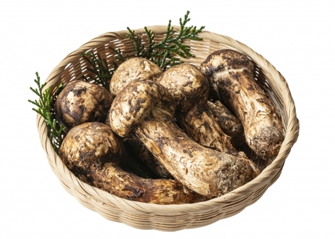 Nấm Tùng Nhung Matsutake - Platini dired Mushroom