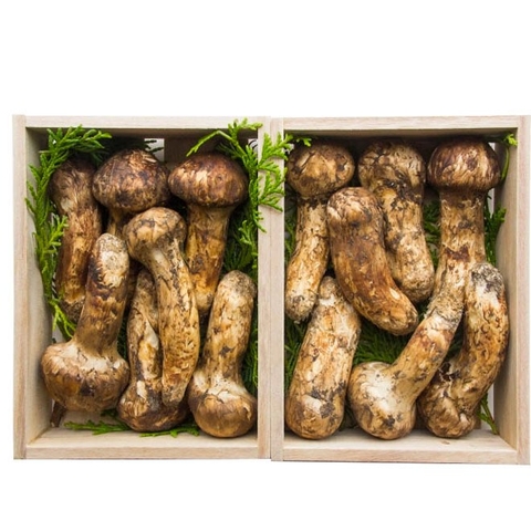 Nấm Matsutake khô, Nấm tùng nhung Khô- Platini dried Mushroom
