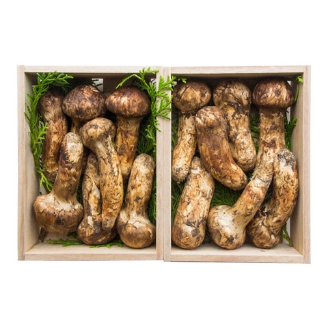 Nấm Matsutake Canada - Platini dired Mushroom