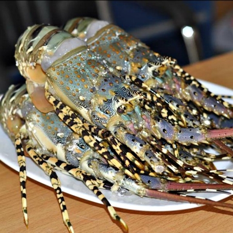 9.4 Tôm Hùm Bông hàng VIP Size 1-1,5kg