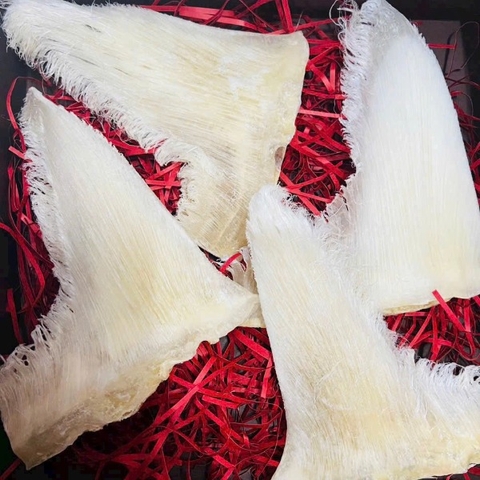 Vi Cá Mập Nguyên Vi Úc Size 8-10vi- Shark Fin High Quality 2