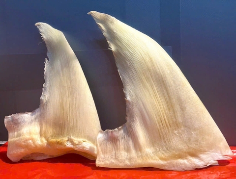 i cá mập. vi cá tước cước. vi cá nguyên vi. vi cá tươi. vi cá khô. súp vi cá. cách chế biến vi cá. cách nấu vi cá. cách ăn vi cá. giá vi cá mập rẻ nhất. giá vi cá mới nhất. giá vi cá hôm nay. mua vi cá nguyên vi. các món ngon từ vi cá. súp vi cá bào ngư.