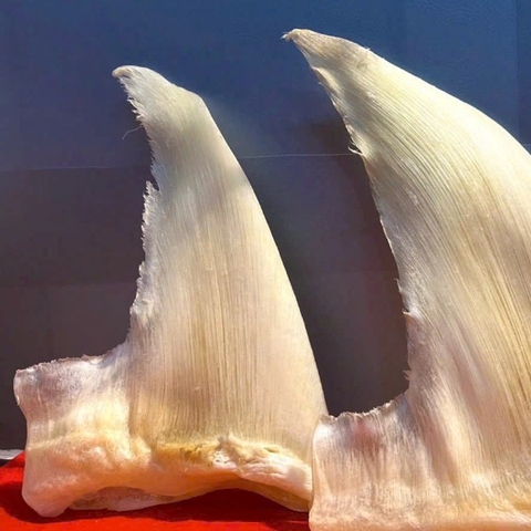 i cá mập. vi cá tước cước. vi cá nguyên vi. vi cá tươi. vi cá khô. súp vi cá. cách chế biến vi cá. cách nấu vi cá. cách ăn vi cá. giá vi cá mập rẻ nhất. giá vi cá mới nhất. giá vi cá hôm nay. mua vi cá nguyên vi. các món ngon từ vi cá. súp vi cá bào ngư.