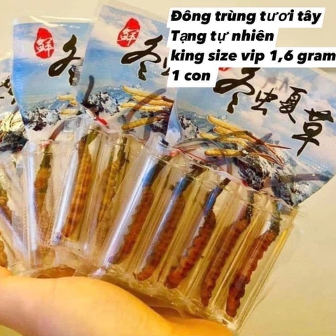 Đông Trùng Hạ Thảo Nguyên Con Tây Tạng tươi. Size 1.0