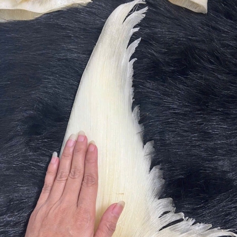 Vi Cá Mập Nguyên Vi (Loại To 500g/vi ) Loại 1 - Shark Fin High Quality 1