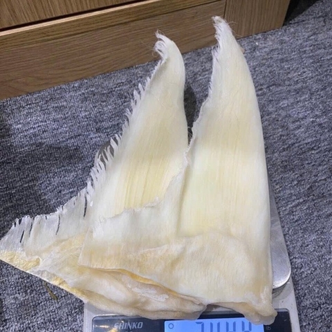 Vi Cá Mập Nguyên Vi (Loại To 200g/vi ) Loại 1 - Shark Fin High Quality 2
