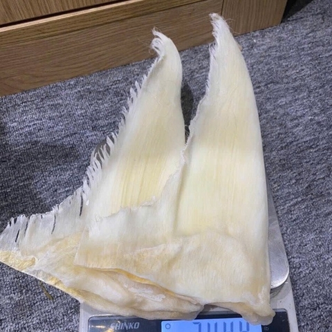 Vi Cá Nguyên Vi Cuba Size Vip 16vi/kg - Shark Fin High Quality 2