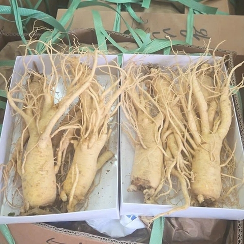 Sâm Rừng Hàn Quốc nguyên củ trên 8 năm tuổi