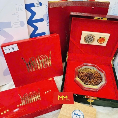 Đông Trùng Hạ Thảo Nguyên Con Tây Tạng size 40