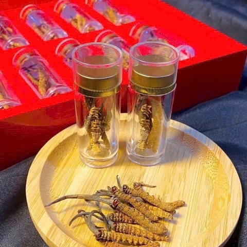 Đông Trùng Hạ Thảo Nguyên Con Tây Tạng tươi. Size 1.0