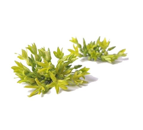 Da Lat Tonkin Jasmine 400g - 600g Tray