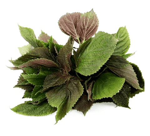 Shiso 100g Pack