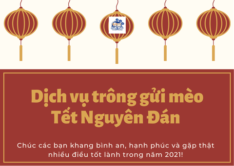 Dịch vụ trông gửi mèo Tết Nguyên Đán 2021