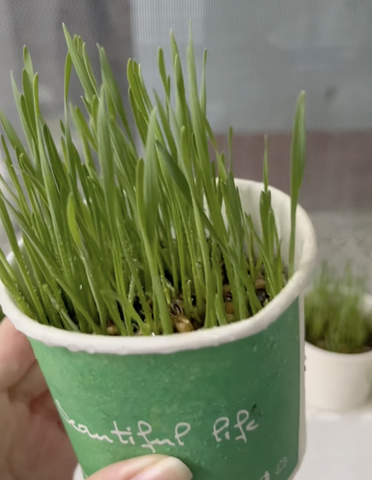 Cỏ lúa mạch tươi cho mèo