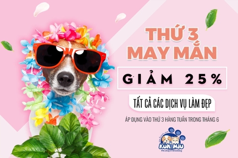 Giảm 25% dịch vụ làm đẹp thú cưng vào thứ 3 hàng tuần trong tháng 6