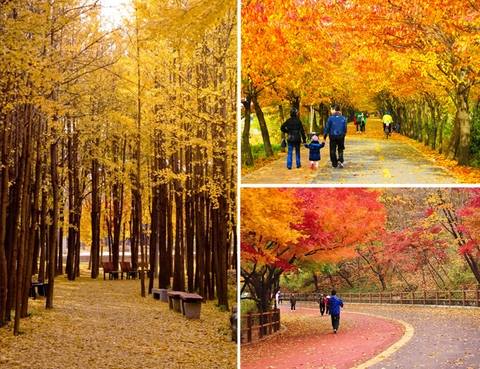 6 trải nghiệm tuyệt vời khi bạn tới Hàn Quốc vào mùa thu này!