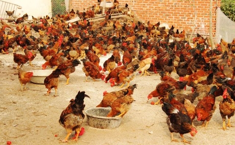 Cách pha trộn thức ăn nuôi gà