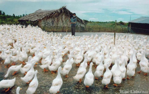 Cách làm giàu từ chăn nuôi vịt