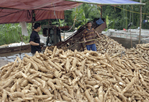 Kỹ Thuật Ủ Chua Củ Sắn Làm Thức Ăn Cho Gia Súc