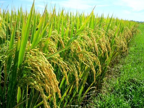 Quá trình trưởng thành và giá trị của cây lúa