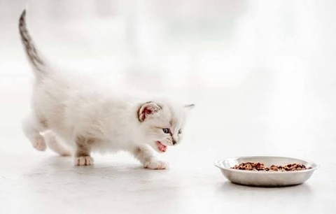 Cách cai sữa cho mèo con: Chuyển từ sữa sang thức ăn rắn từng bước
