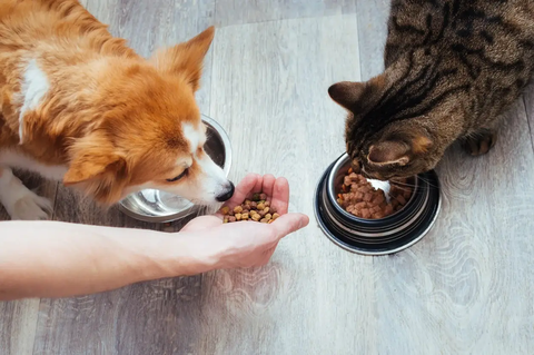 Cách chọn snack cho chó mèo: 6 tiêu chí dễ kiểm tra