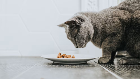 Làm sao để mèo ăn hạt? Cách tập từ từ, không ép ăn