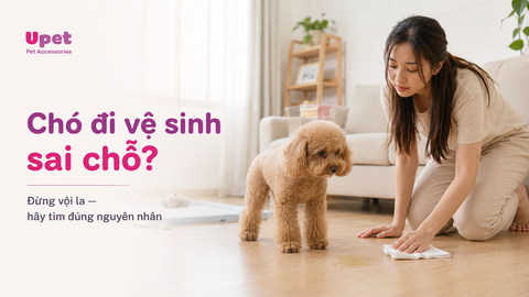 Chó đi vệ sinh không đúng chỗ: Nguyên nhân và cách tập lại đúng cách