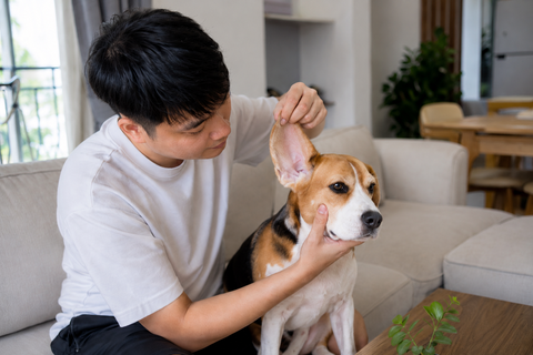Chó tai cụp dễ hôi tai: Nên vệ sinh tại nhà như thế nào?