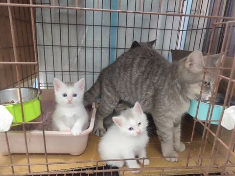 Khi nào mèo con có thể ăn thức ăn khô? Mốc tuổi và cách tập