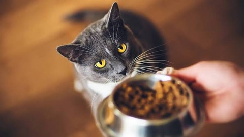 Mèo kén ăn nên ăn hạt hay pate? Chọn theo cách bé thực sự ăn