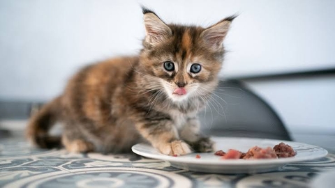 Mèo mấy tháng ăn được pate? Bắt đầu từ giai đoạn cai sữa thế nào?