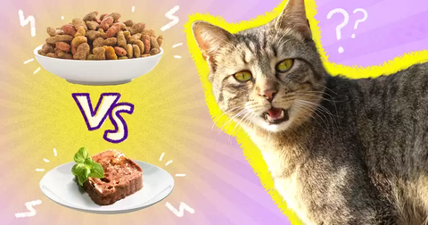 Mèo triệt sản nên ăn hạt hay pate? Cách chọn theo thể trạng