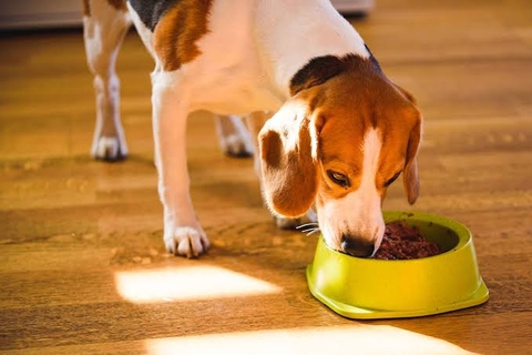 Pate cho chó loại nào tốt? Cách chọn theo tuổi, thể trạng và cách ăn