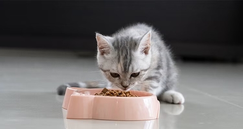 Pate cho mèo con loại nào tốt? Cách chọn cho giai đoạn tăng trưởng