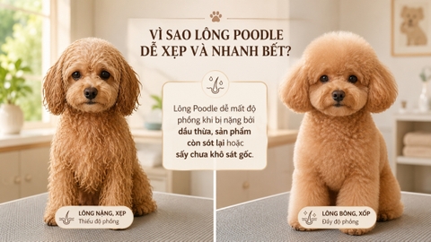 Poodle lông xù nhanh bết: Nguyên nhân và cách giữ lông tơi phồng lâu hơn