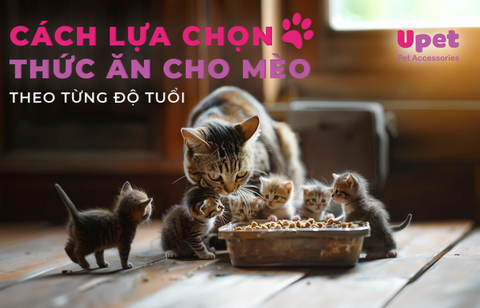 Cách lựa chọn thức ăn cho mèo ở các độ tuổi