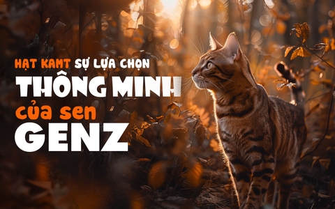 Cho mèo ăn hạt lựa chọn thông minh của sen GenZ