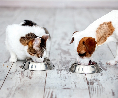 Taurine có tác dụng gì với chó mèo? Vì sao mèo cần hơn chó