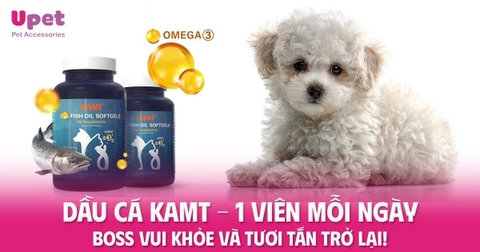 DẦU CÁ KAMT – 1 VIÊN MỖI NGÀY, BOSS VUI KHỎE VÀ TƯƠI TẮN TRỞ LẠI!